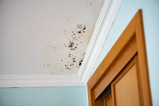 Best Certified Mold Removal  in Grain Valley, MO