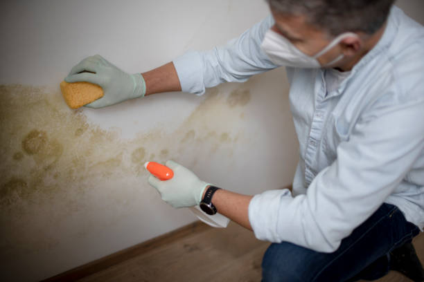 Best Office Mold Removal Services  in Grain Valley, MO