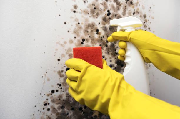 Best Fast Mold Removal  in Grain Valley, MO