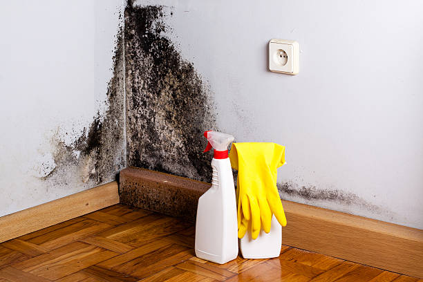 Professional Mold Removal in Grain Valley, MO