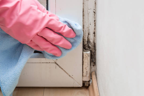 Best Mold Remediation  in Grain Valley, MO