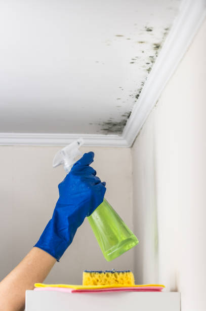 Best Local Mold Removal Service  in Grain Valley, MO