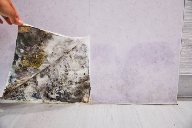 Best Black Mold Removal  in Grain Valley, MO